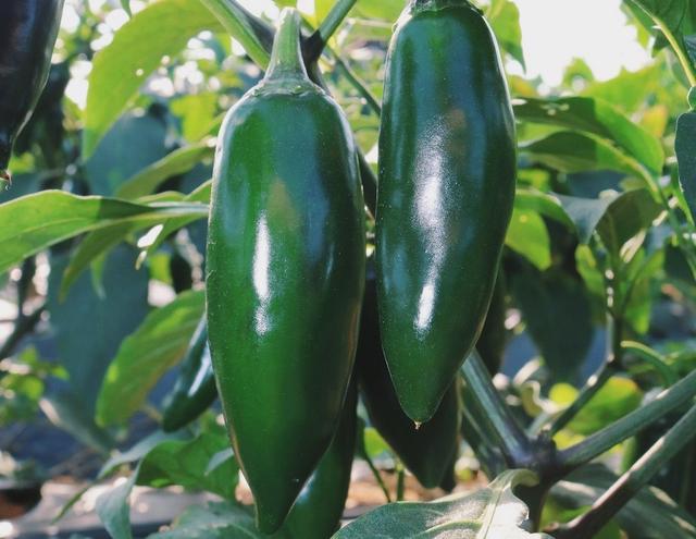 初露锋芒,营养健康——墨椒